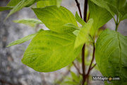 - Cornus alba 'Jefreb’ Little Rebel® Dwarf Red Twig Dogwood - Mr Maple │ Buy Japanese Maple Trees
