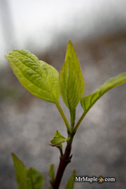 - Cornus alba 'Jefreb’ Little Rebel® Dwarf Red Twig Dogwood - Mr Maple │ Buy Japanese Maple Trees