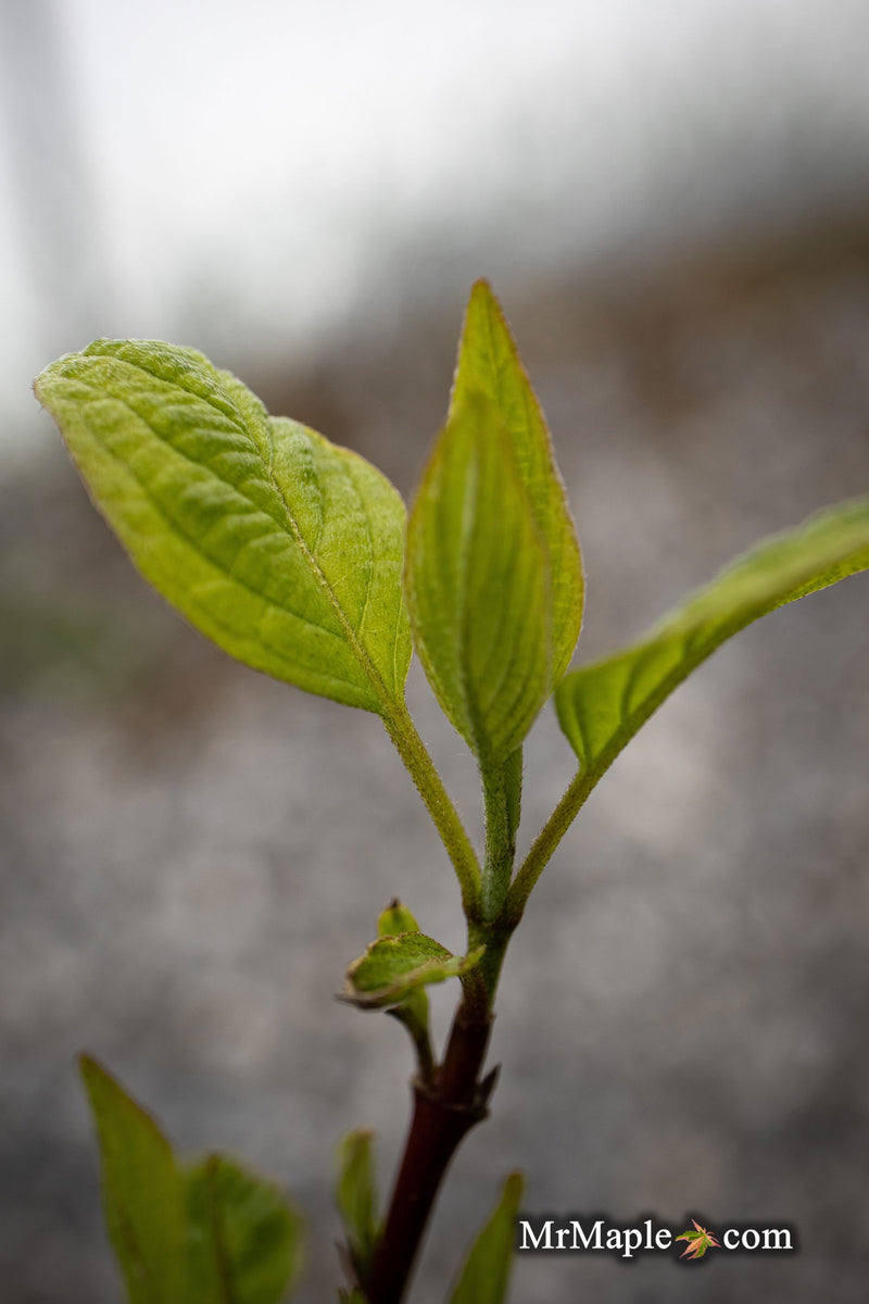 - Cornus alba 'Jefreb’ Little Rebel® Dwarf Red Twig Dogwood - Mr Maple │ Buy Japanese Maple Trees