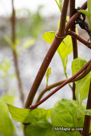 - Cornus alba 'Jefreb’ Little Rebel® Dwarf Red Twig Dogwood - Mr Maple │ Buy Japanese Maple Trees