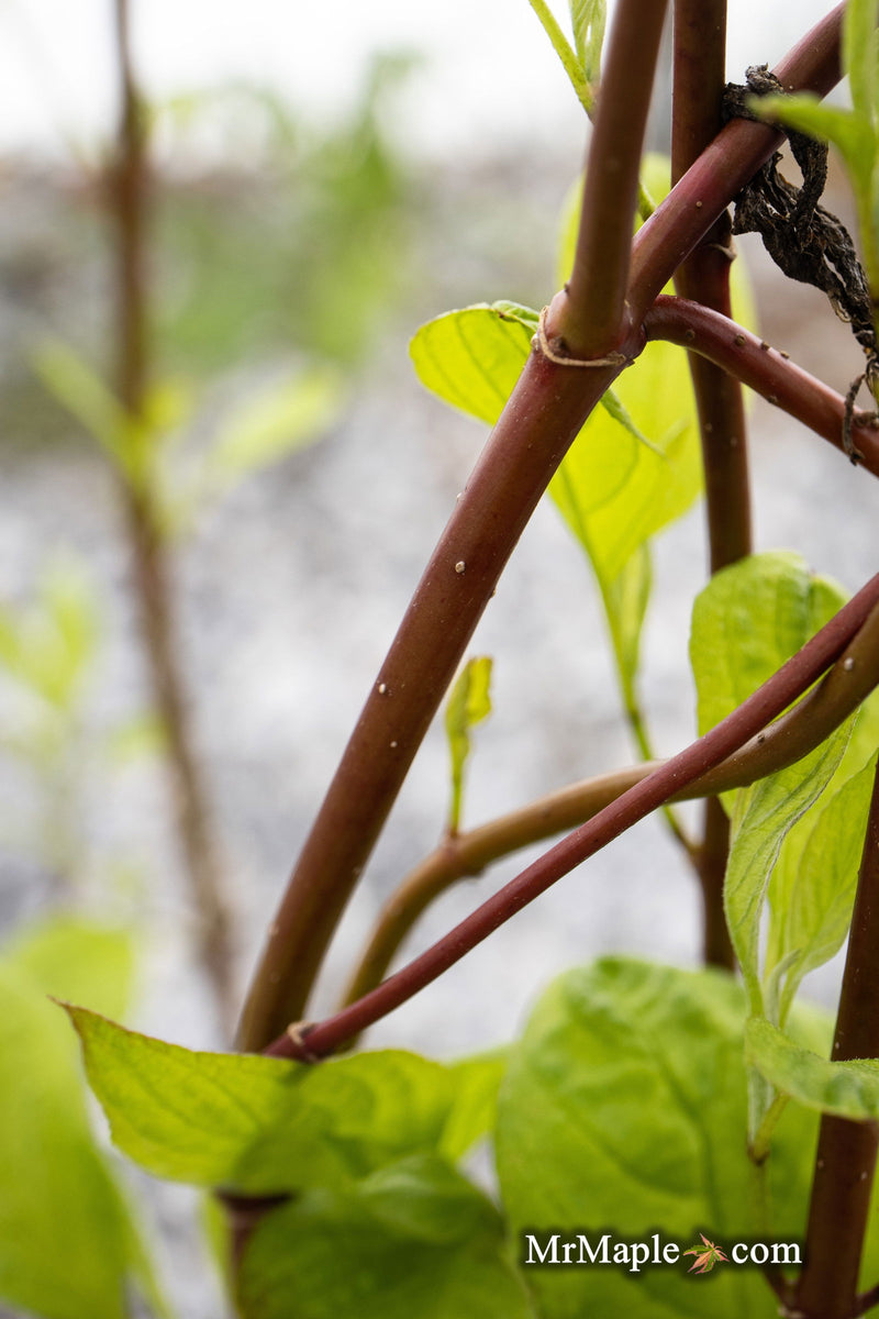 - Cornus alba 'Jefreb’ Little Rebel® Dwarf Red Twig Dogwood - Mr Maple │ Buy Japanese Maple Trees