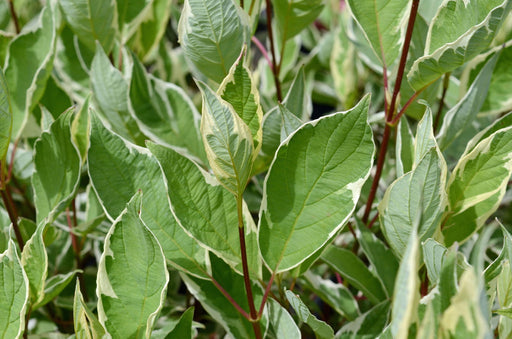 - Cornus alba 'STDAZAM’ Strawberry Daiquiri® Variegated Red Twig Dogwood - Mr Maple │ Buy Japanese Maple Trees