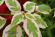 - Cornus alternifolia ‘Argentea variegata’ Pagoda Dogwood - Mr Maple │ Buy Japanese Maple Trees