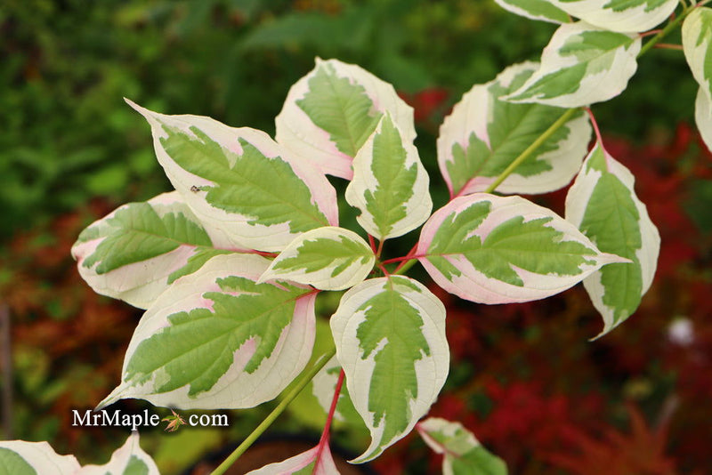 - Cornus alternifolia ‘Argentea variegata’ Pagoda Dogwood - Mr Maple │ Buy Japanese Maple Trees