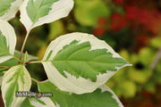 - Cornus alternifolia ‘Argentea variegata’ Pagoda Dogwood - Mr Maple │ Buy Japanese Maple Trees