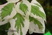 - Cornus alternifolia ‘Argentea variegata’ Pagoda Dogwood - Mr Maple │ Buy Japanese Maple Trees