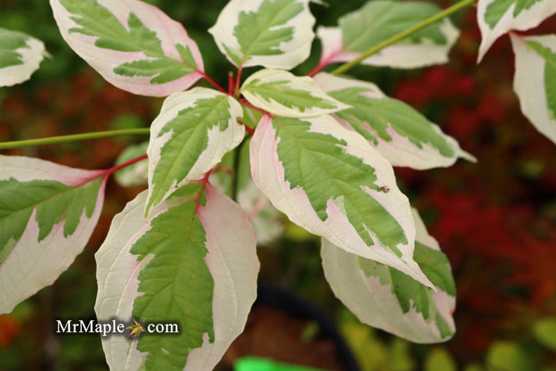 - Cornus alternifolia ‘Argentea variegata’ Pagoda Dogwood - Mr Maple │ Buy Japanese Maple Trees