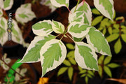 - Cornus alternifolia ‘Argentea variegata’ Pagoda Dogwood - Mr Maple │ Buy Japanese Maple Trees