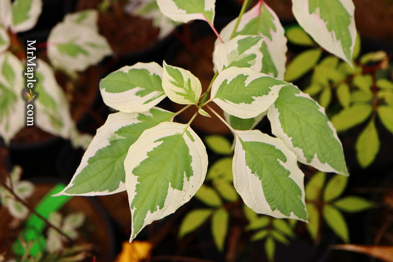 - Cornus alternifolia ‘Argentea variegata’ Pagoda Dogwood - Mr Maple │ Buy Japanese Maple Trees