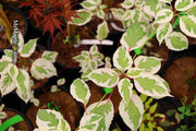 - Cornus alternifolia ‘Argentea variegata’ Pagoda Dogwood - Mr Maple │ Buy Japanese Maple Trees