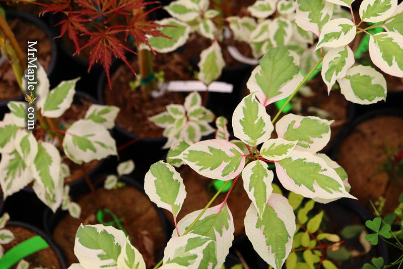 - Cornus alternifolia ‘Argentea variegata’ Pagoda Dogwood - Mr Maple │ Buy Japanese Maple Trees