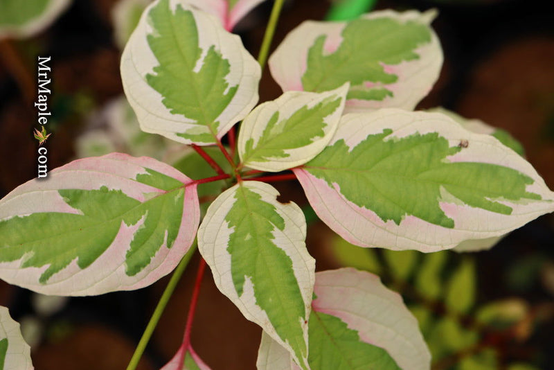 - Cornus alternifolia ‘Argentea variegata’ Pagoda Dogwood - Mr Maple │ Buy Japanese Maple Trees