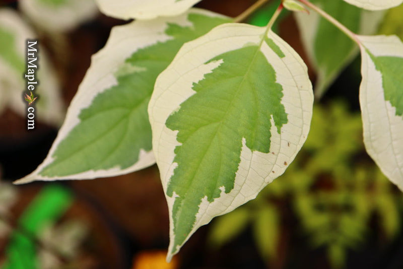 - Cornus alternifolia ‘Argentea variegata’ Pagoda Dogwood - Mr Maple │ Buy Japanese Maple Trees