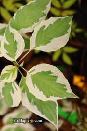 - Cornus alternifolia ‘Argentea variegata’ Pagoda Dogwood - Mr Maple │ Buy Japanese Maple Trees
