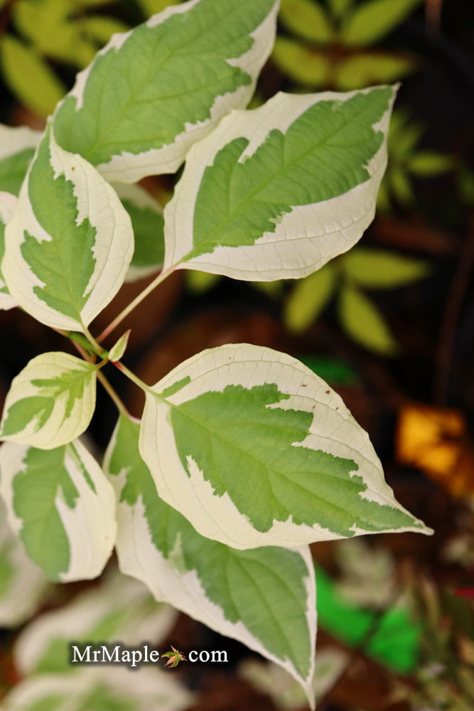 - Cornus alternifolia ‘Argentea variegata’ Pagoda Dogwood - Mr Maple │ Buy Japanese Maple Trees