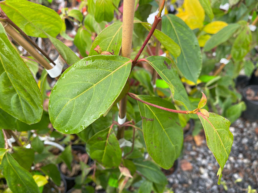 '- Cornus capitata 'Happenstance' Chinese Evergreen Dogwood - Mr Maple │ Buy Japanese Maple Trees