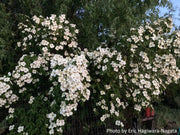 - Cornus capitata 'Mountain Moon' Chinese Evergreen Dogwood - Mr Maple │ Buy Japanese Maple Trees