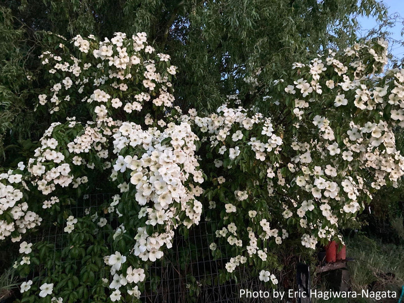 - Cornus capitata 'Mountain Moon' Chinese Evergreen Dogwood - Mr Maple │ Buy Japanese Maple Trees