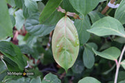 - Cornus capitata 'Mountain Moon' Chinese Evergreen Dogwood - Mr Maple │ Buy Japanese Maple Trees