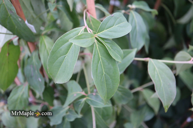 - Cornus capitata 'Mountain Moon' Chinese Evergreen Dogwood - Mr Maple │ Buy Japanese Maple Trees