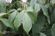- Cornus capitata 'Mountain Moon' Chinese Evergreen Dogwood - Mr Maple │ Buy Japanese Maple Trees