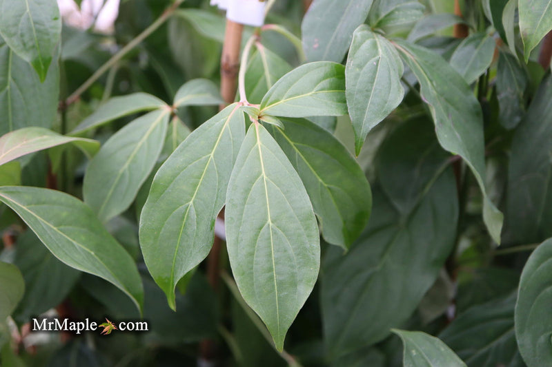 - Cornus capitata 'Mountain Moon' Chinese Evergreen Dogwood - Mr Maple │ Buy Japanese Maple Trees