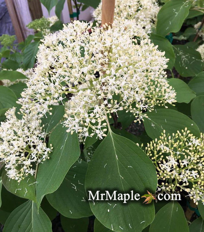 - Cornus controversa 'June Snow - JFS' Large Flowering Giant Dogwood - Mr Maple │ Buy Japanese Maple Trees