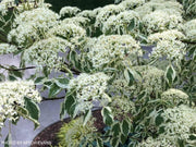 - Cornus controversa 'Variegata' Rare Variegated Giant Dogwood - Mr Maple │ Buy Japanese Maple Trees