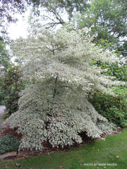 - Cornus controversa 'Variegata' Rare Variegated Giant Dogwood - Mr Maple │ Buy Japanese Maple Trees