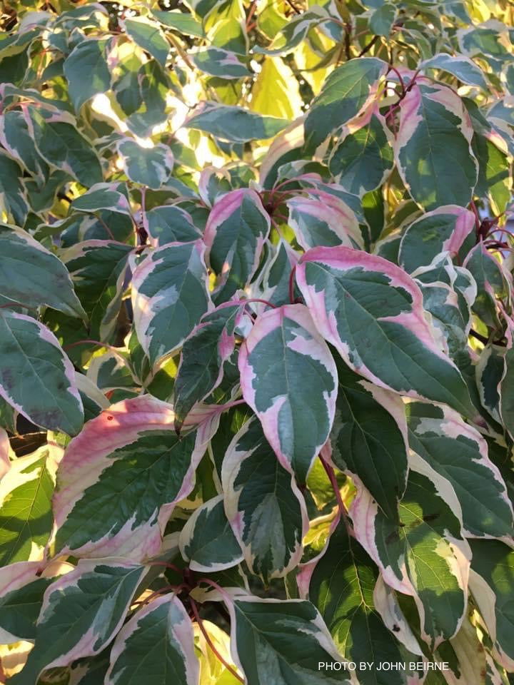 - Cornus controversa 'Variegata' Rare Variegated Giant Dogwood - Mr Maple │ Buy Japanese Maple Trees