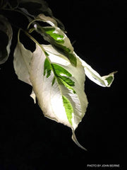 - Cornus controversa 'Variegata' Rare Variegated Giant Dogwood - Mr Maple │ Buy Japanese Maple Trees