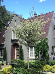 - Cornus controversa 'Variegata' Rare Variegated Giant Dogwood - Mr Maple │ Buy Japanese Maple Trees