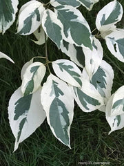 - Cornus controversa 'Variegata' Rare Variegated Giant Dogwood - Mr Maple │ Buy Japanese Maple Trees