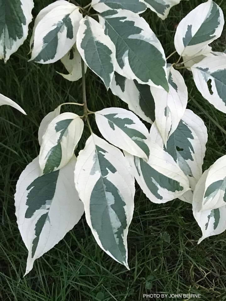 - Cornus controversa 'Variegata' Rare Variegated Giant Dogwood - Mr Maple │ Buy Japanese Maple Trees