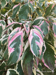 - Cornus controversa 'Variegata' Rare Variegated Giant Dogwood - Mr Maple │ Buy Japanese Maple Trees