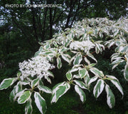 - Cornus controversa 'Variegata' Rare Variegated Giant Dogwood - Mr Maple │ Buy Japanese Maple Trees