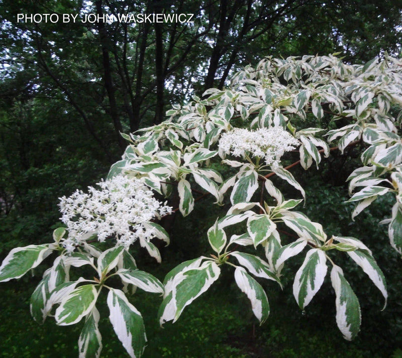 - Cornus controversa 'Variegata' Rare Variegated Giant Dogwood - Mr Maple │ Buy Japanese Maple Trees