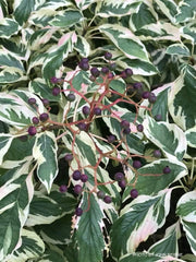 - Cornus controversa 'Variegata' Rare Variegated Giant Dogwood - Mr Maple │ Buy Japanese Maple Trees