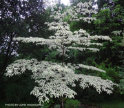 - Cornus controversa 'Variegata' Rare Variegated Giant Dogwood - Mr Maple │ Buy Japanese Maple Trees
