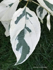 - Cornus controversa 'Variegata' Rare Variegated Giant Dogwood - Mr Maple │ Buy Japanese Maple Trees