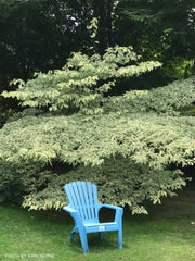 - Cornus controversa 'Variegata' Rare Variegated Giant Dogwood - Mr Maple │ Buy Japanese Maple Trees