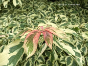 - Cornus controversa 'Variegata' Rare Variegated Giant Dogwood - Mr Maple │ Buy Japanese Maple Trees