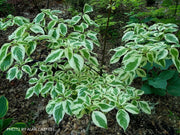 - Cornus controversa 'Variegata' Rare Variegated Giant Dogwood - Mr Maple │ Buy Japanese Maple Trees