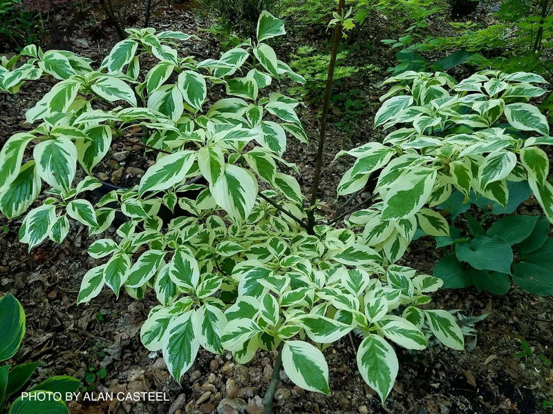- Cornus controversa 'Variegata' Rare Variegated Giant Dogwood - Mr Maple │ Buy Japanese Maple Trees