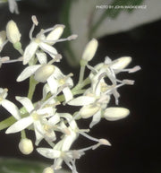 - Cornus controversa 'Variegata' Rare Variegated Giant Dogwood - Mr Maple │ Buy Japanese Maple Trees