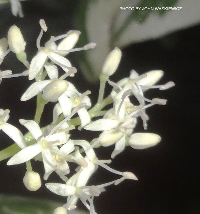 - Cornus controversa 'Variegata' Rare Variegated Giant Dogwood - Mr Maple │ Buy Japanese Maple Trees