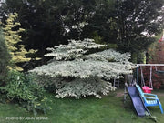 - Cornus controversa 'Variegata' Rare Variegated Giant Dogwood - Mr Maple │ Buy Japanese Maple Trees
