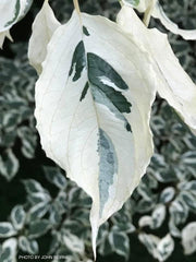 - Cornus controversa 'Variegata' Rare Variegated Giant Dogwood - Mr Maple │ Buy Japanese Maple Trees