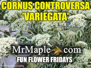 - Cornus controversa 'Variegata' Rare Variegated Giant Dogwood - Mr Maple │ Buy Japanese Maple Trees