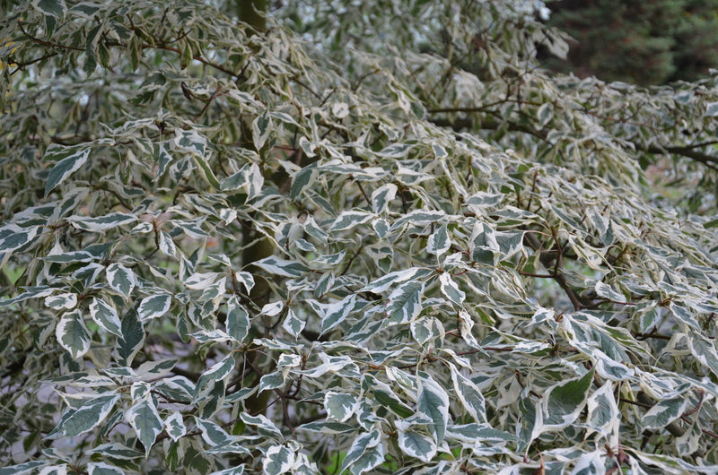 - Cornus controversa 'Variegata' Rare Variegated Giant Dogwood - Mr Maple │ Buy Japanese Maple Trees
